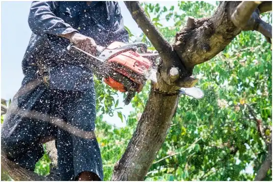 tree services Cheriton